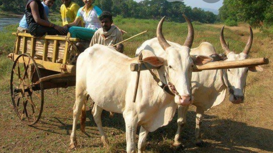 सर्जा-राजा- मराठीकथा