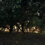 भूतकथा- ती आणि चिता भूतकथा- ती आणि चिता