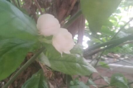 article in marathi-नवा पाहुणा