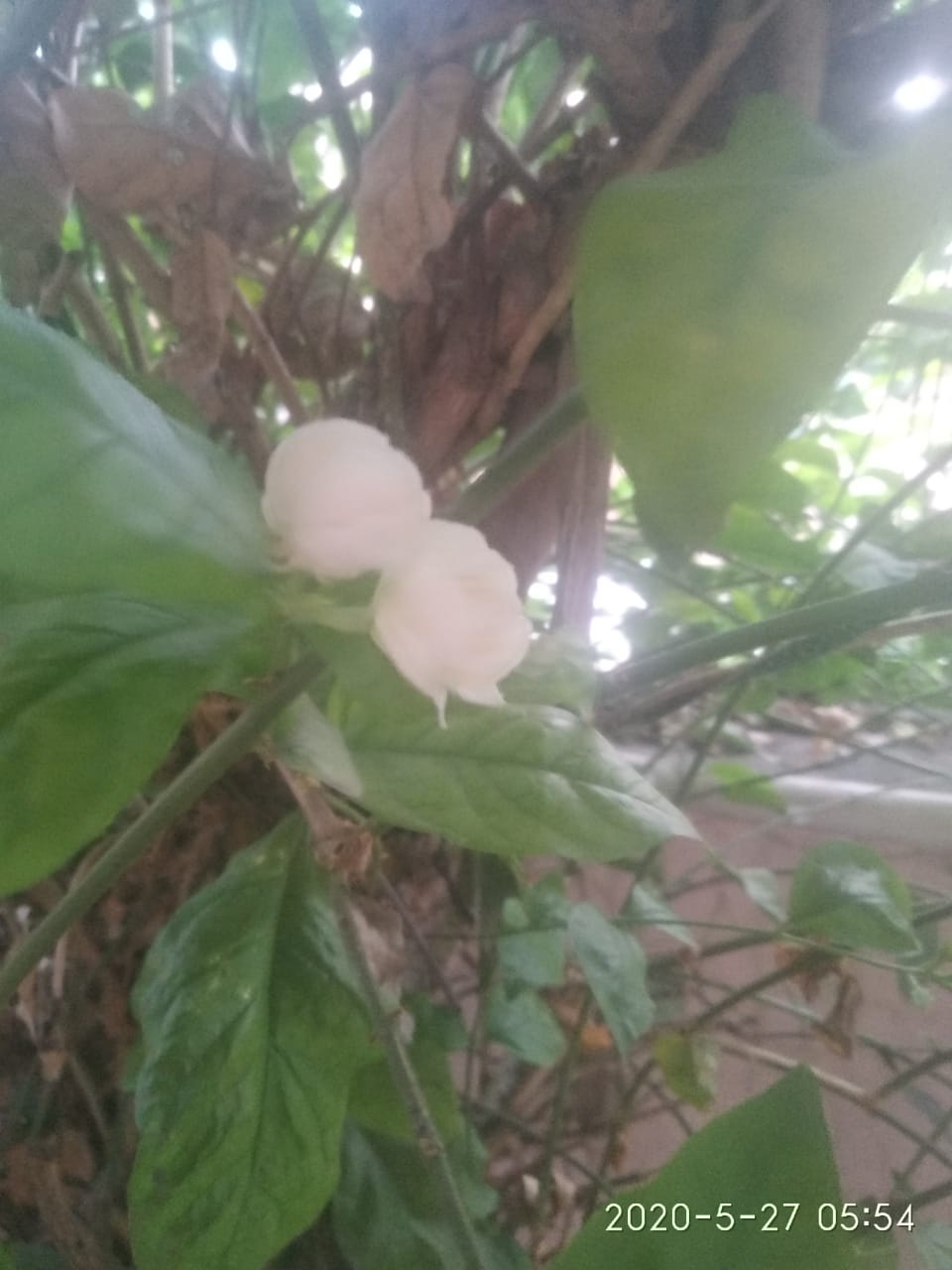 article in marathi-नवा पाहुणा
